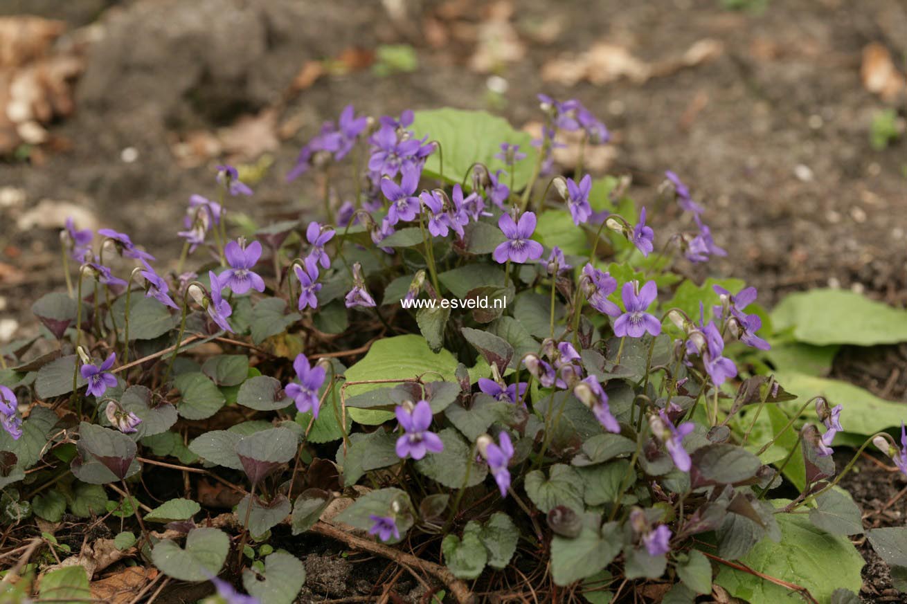 Viola labradorica