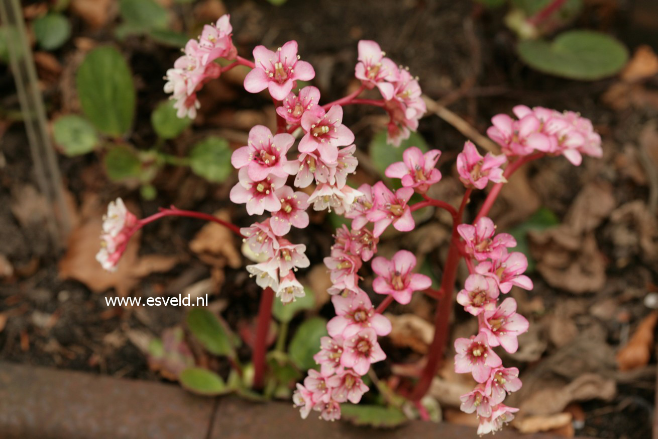 Bergenia ciliata