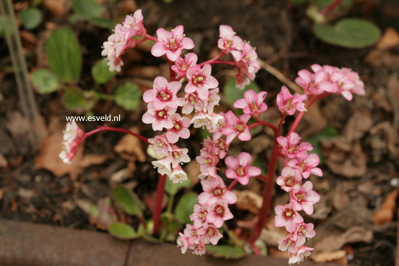 Bergenia ciliata