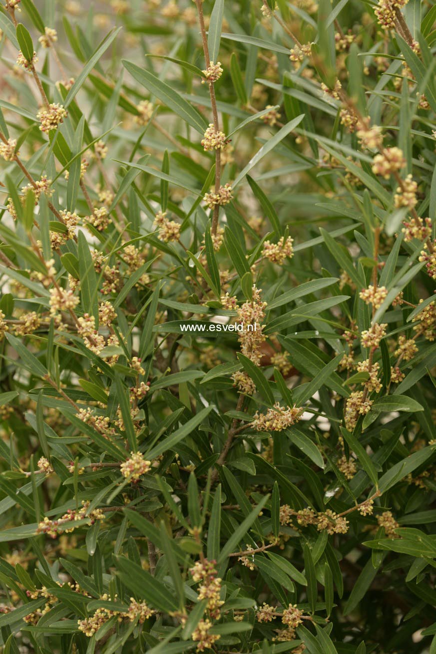 Phillyrea angustifolia