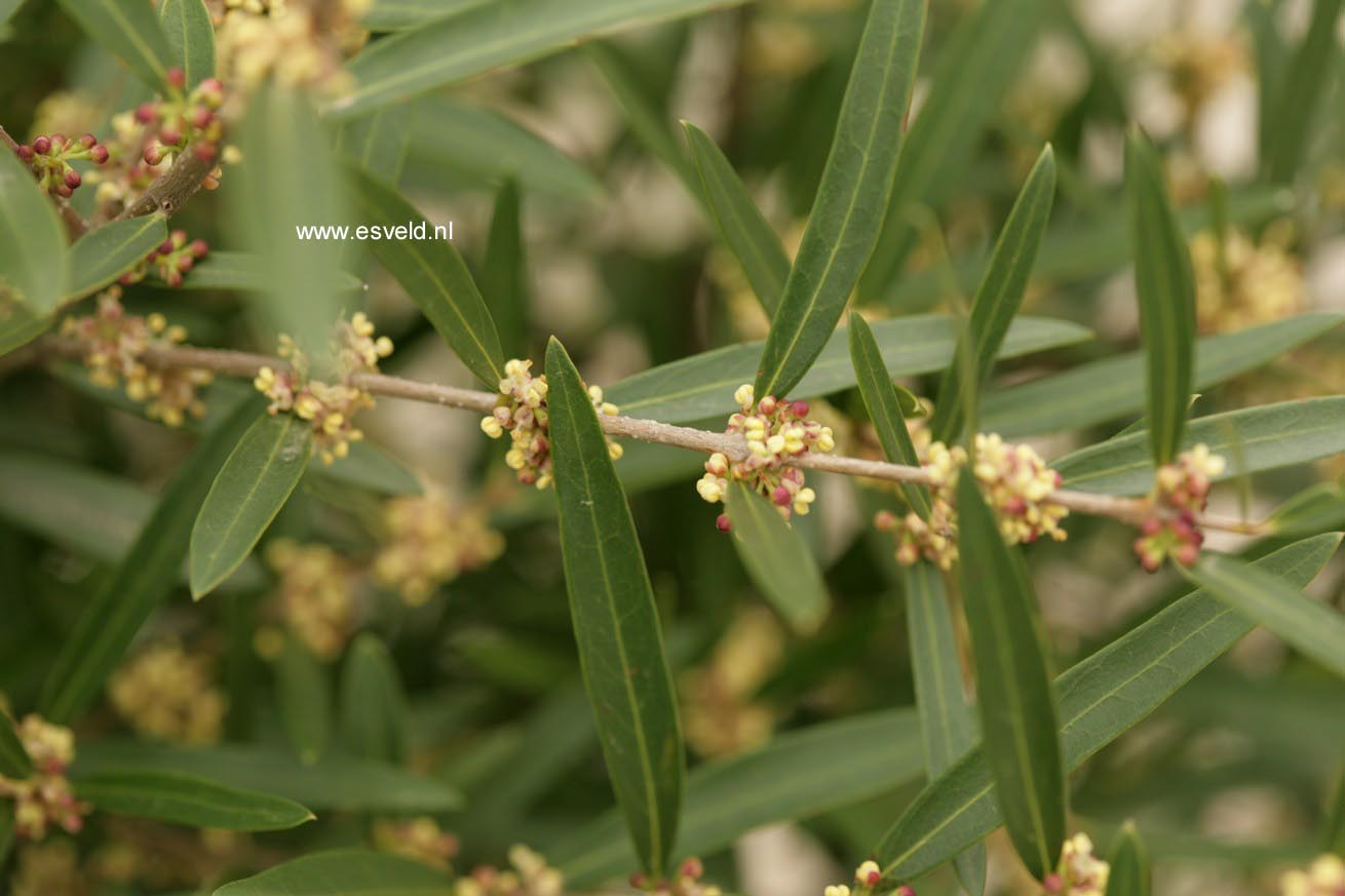 Phillyrea angustifolia