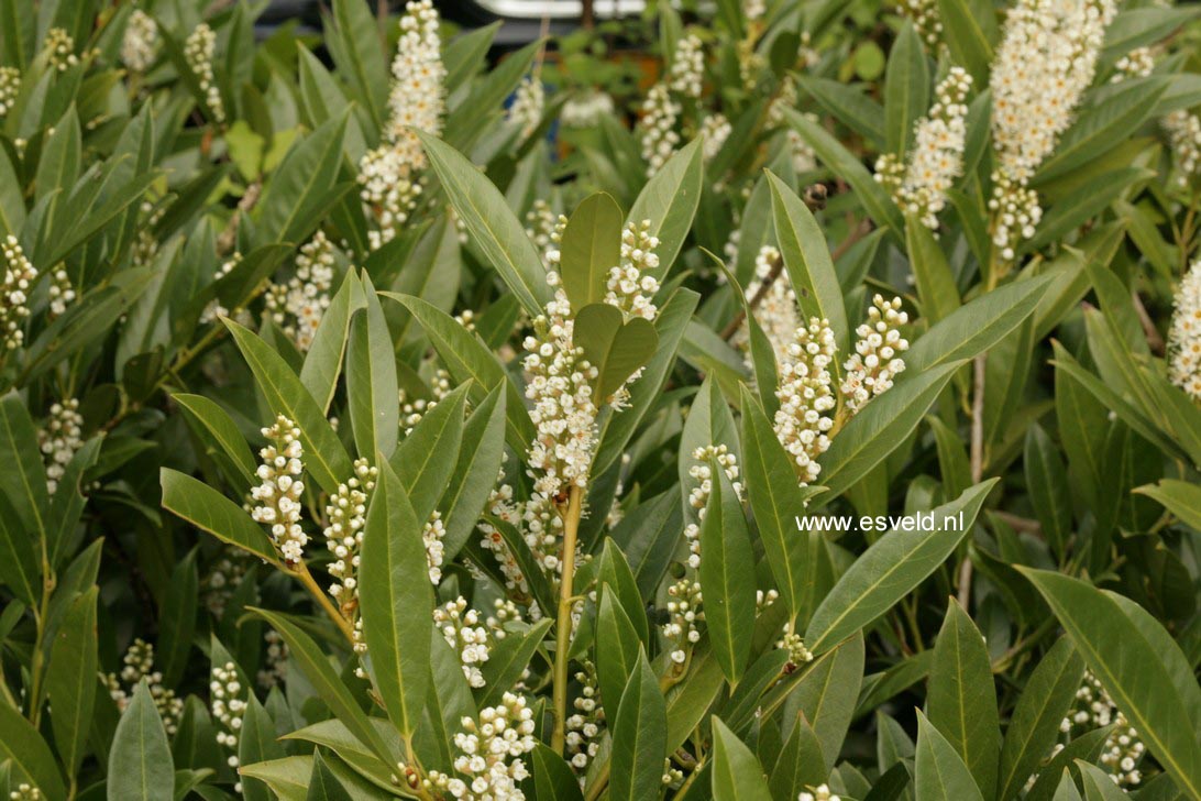 Prunus laurocerasus 'Reynvaanii'