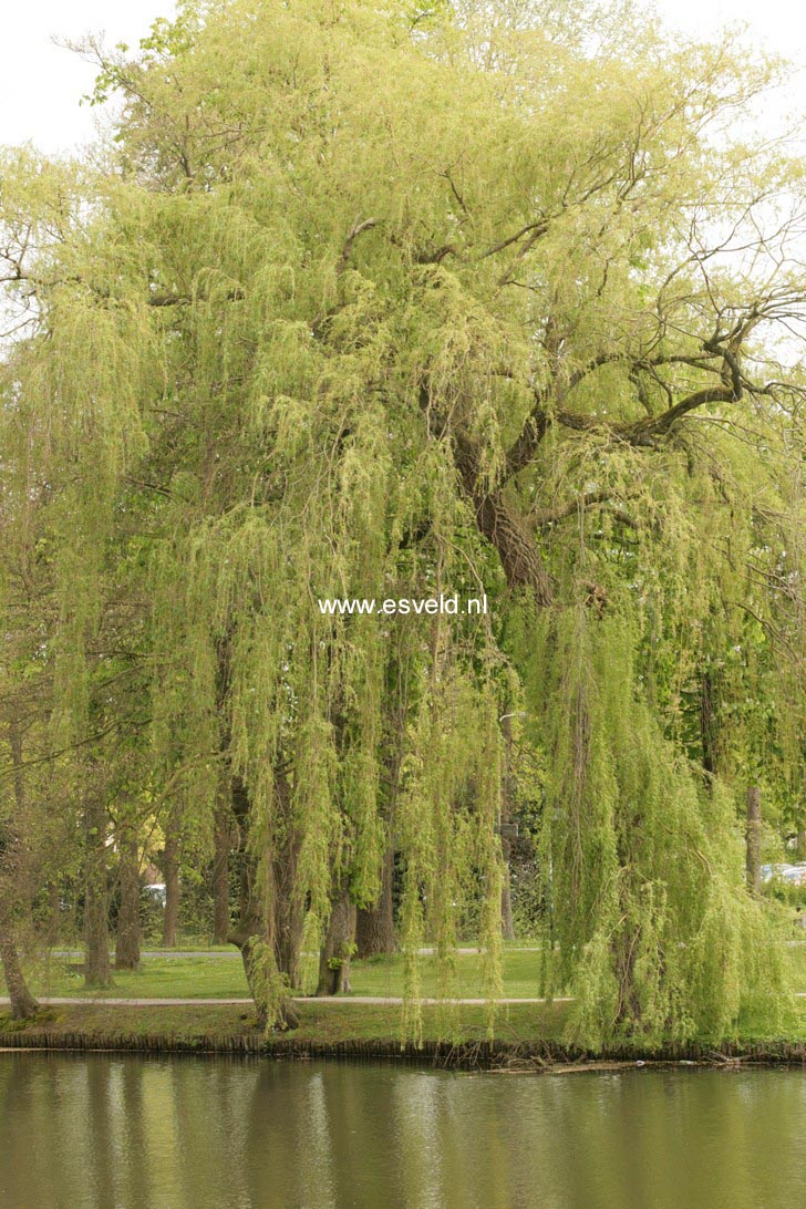 Salix sepulcralis 'Chrysocoma'