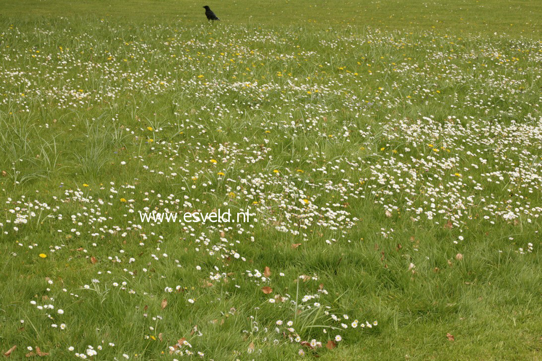 Bellis perennis