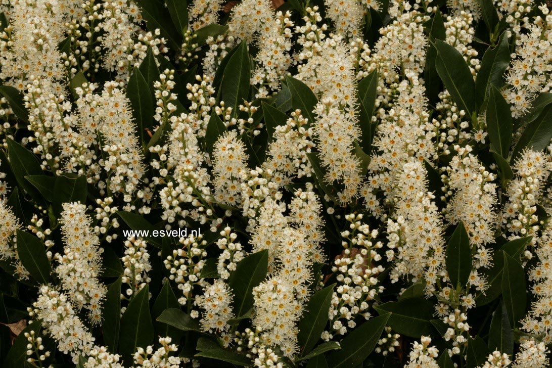 Prunus laurocerasus 'Otto Luyken'