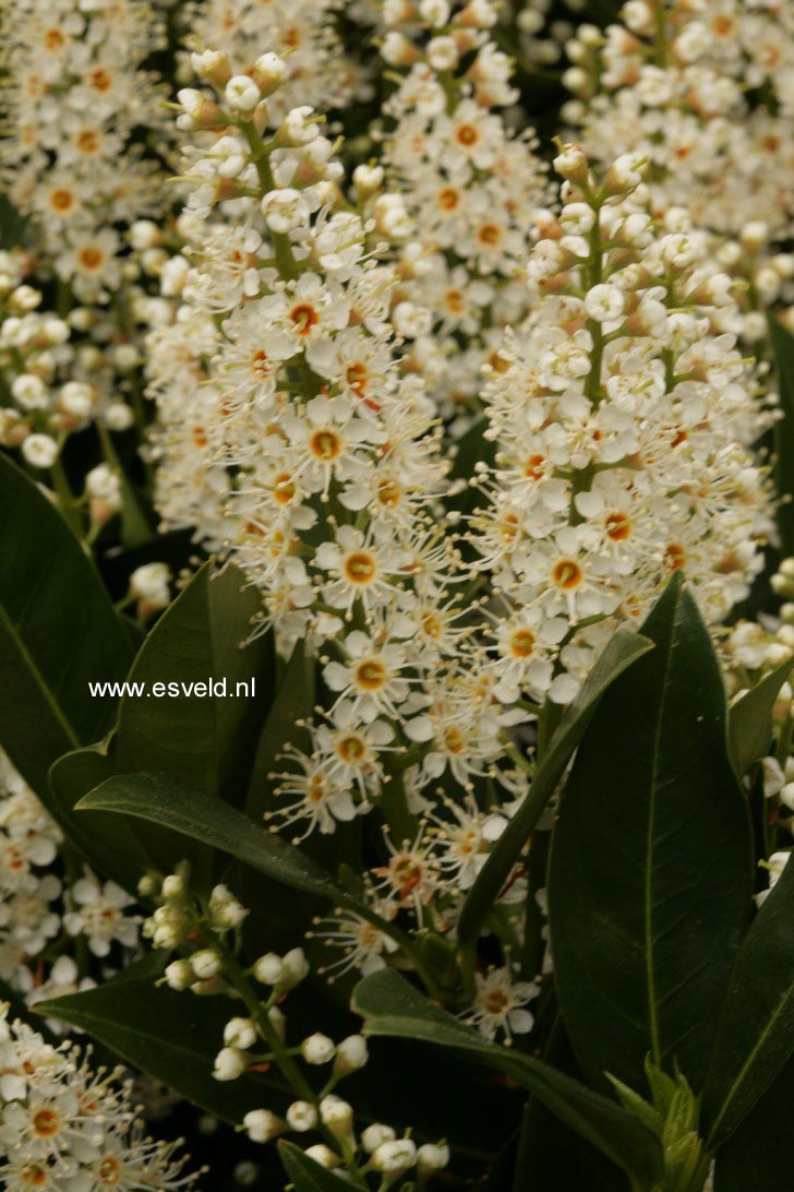 Prunus laurocerasus 'Otto Luyken'