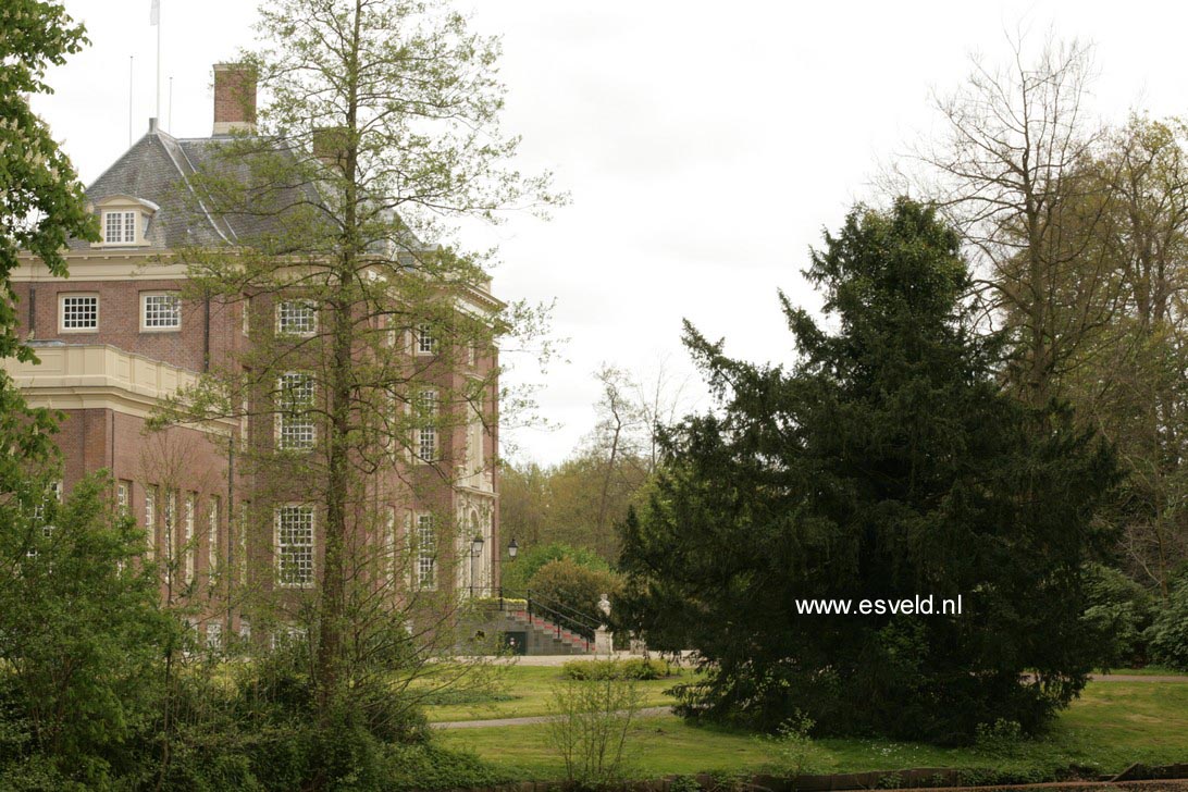 Taxus baccata