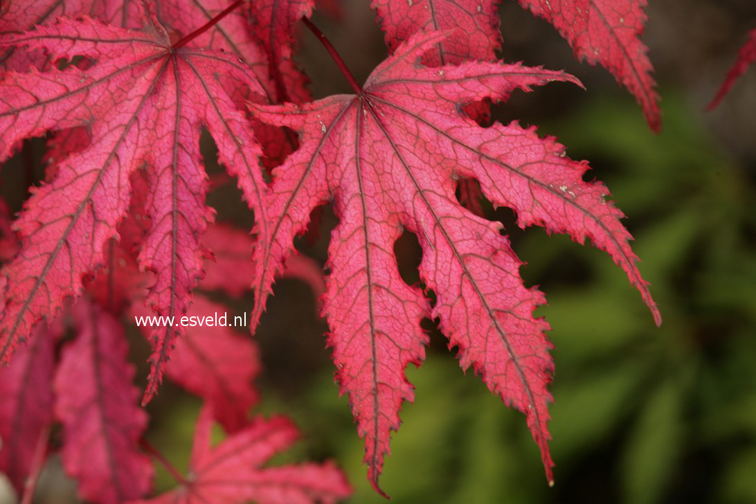 Acer palmatum 'Amagi shigure'