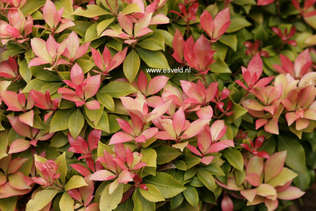 Pieris japonica 'Spring Candy'