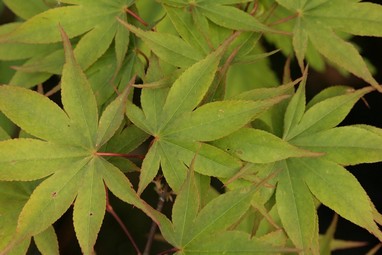 Acer palmatum 'Omato'