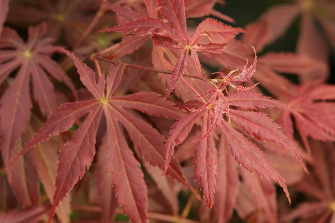 Acer palmatum 'Fior d'Arancio'