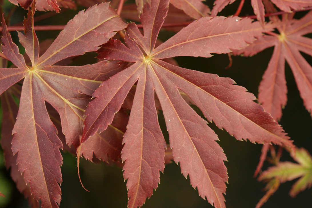 Acer palmatum 'Fior d'Arancio'