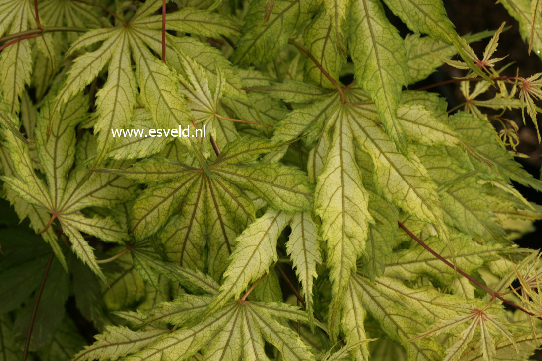 Acer palmatum 'Will's Devine'