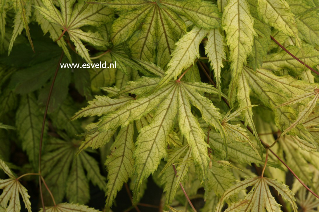 Acer palmatum 'Will's Devine'