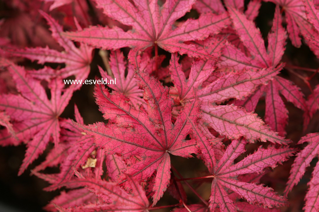 Acer palmatum 'Amagi shigure'