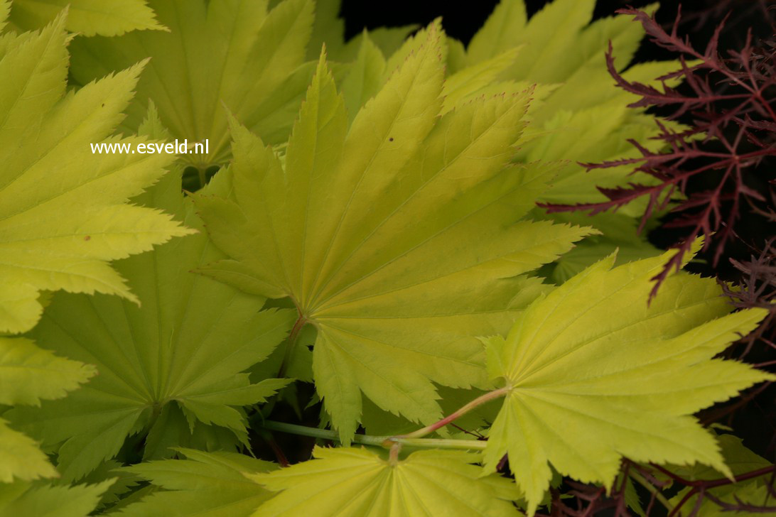 Acer shirasawanum 'Sonya Marie'