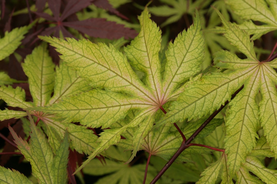 Acer palmatum 'Grandma Ghost'