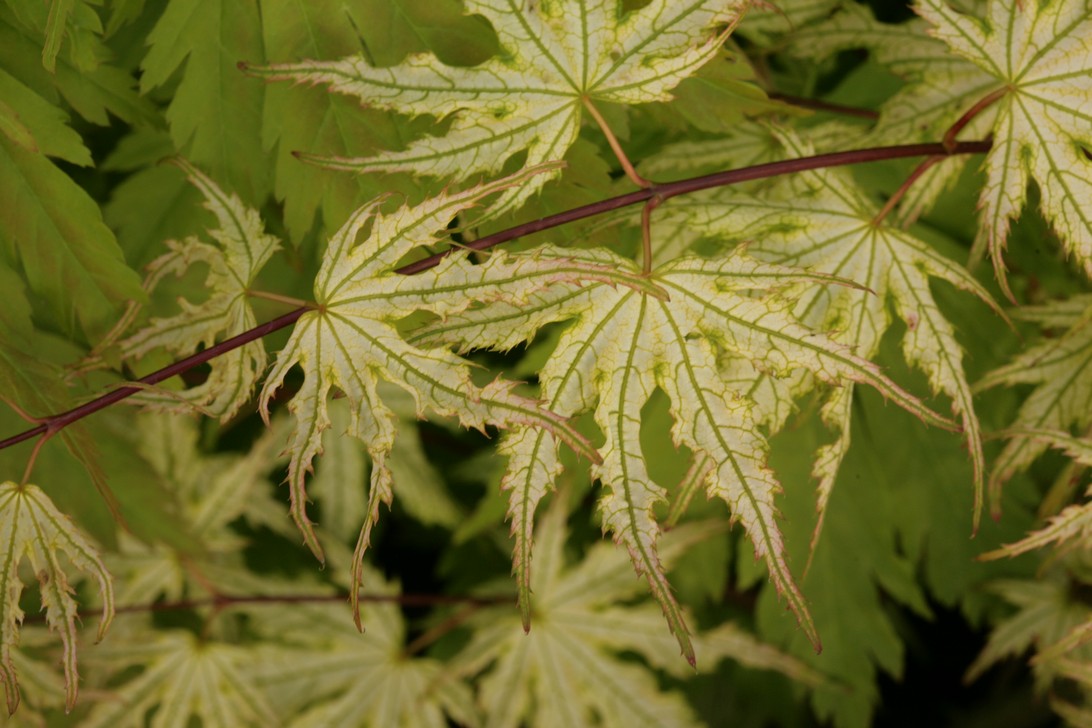 Acer palmatum 'Ghost Dancer'
