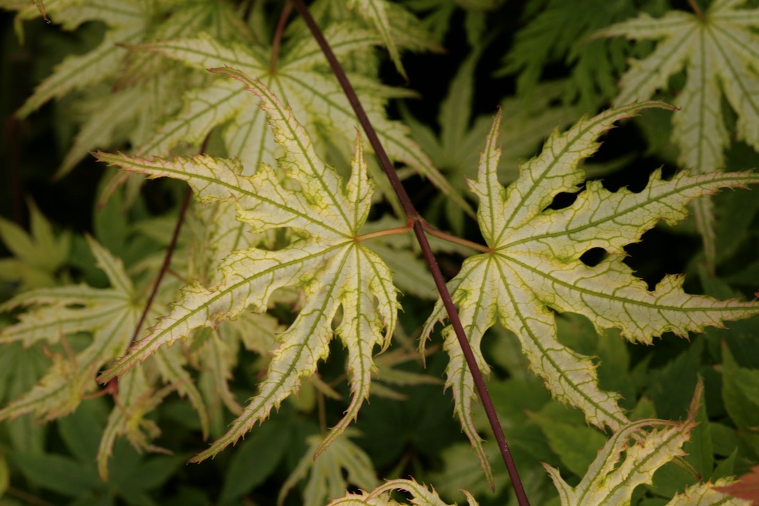 Acer palmatum 'Ghost Dancer'
