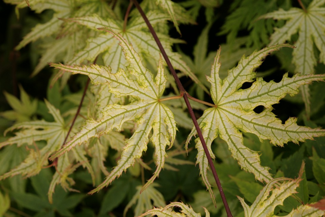 Acer palmatum 'Ghost Dancer'