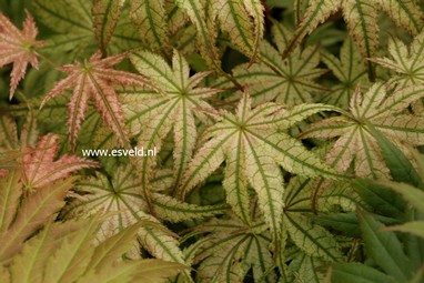 Acer palmatum 'Peaches and Cream'