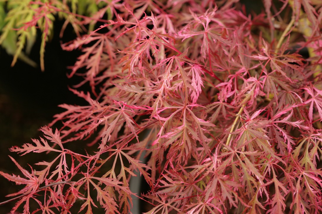 Acer palmatum 'Hana matoi'
