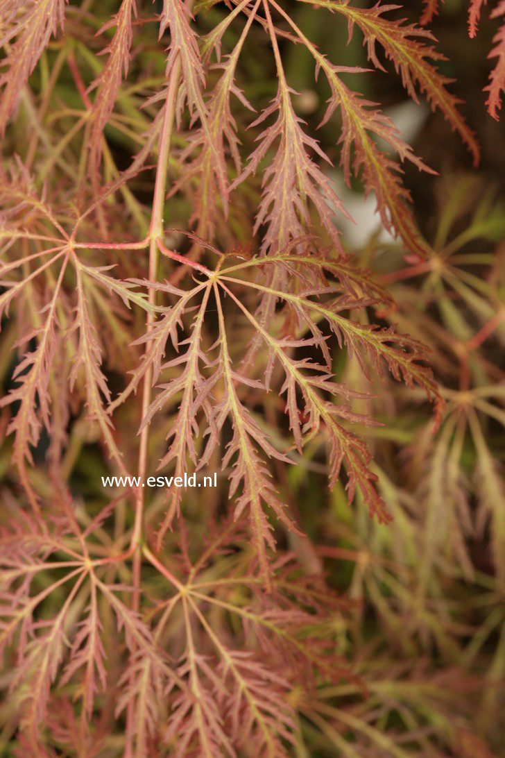 Acer palmatum