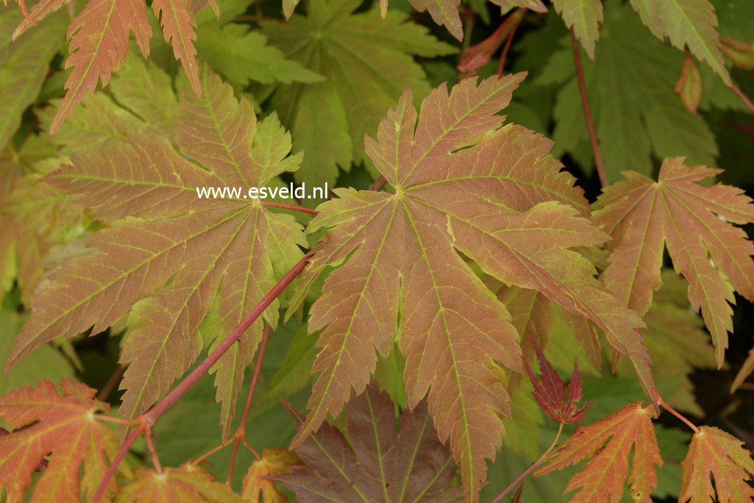 Acer japonicum 'Emmet's Pumpkin'