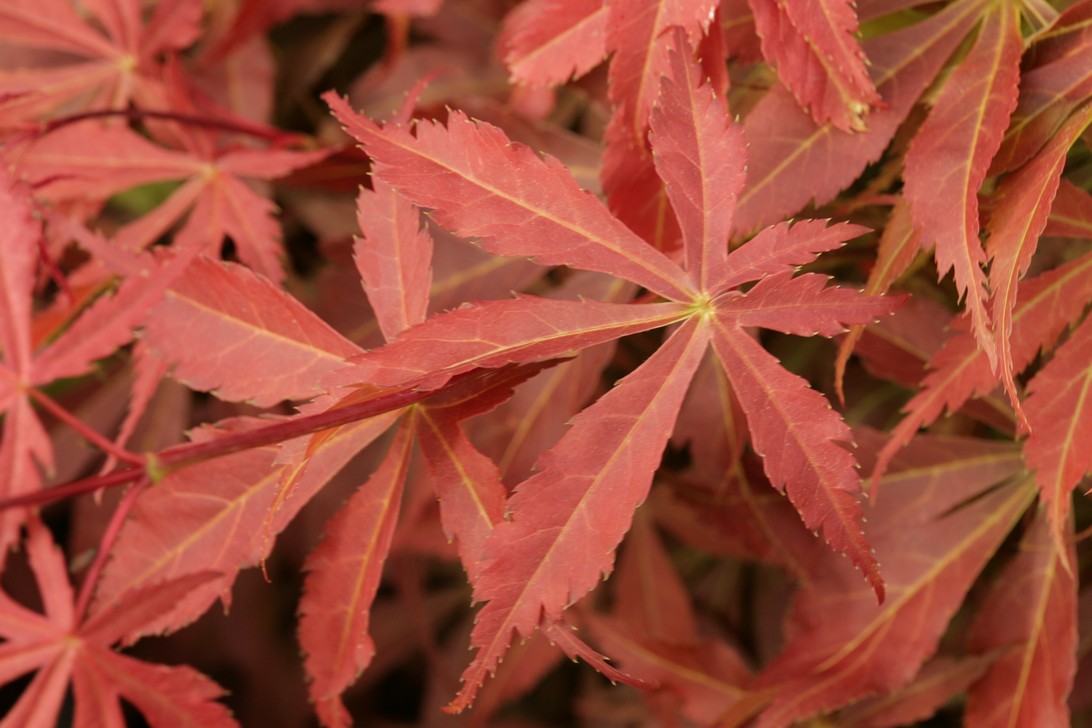 Acer palmatum 'Fior d'Arancio'