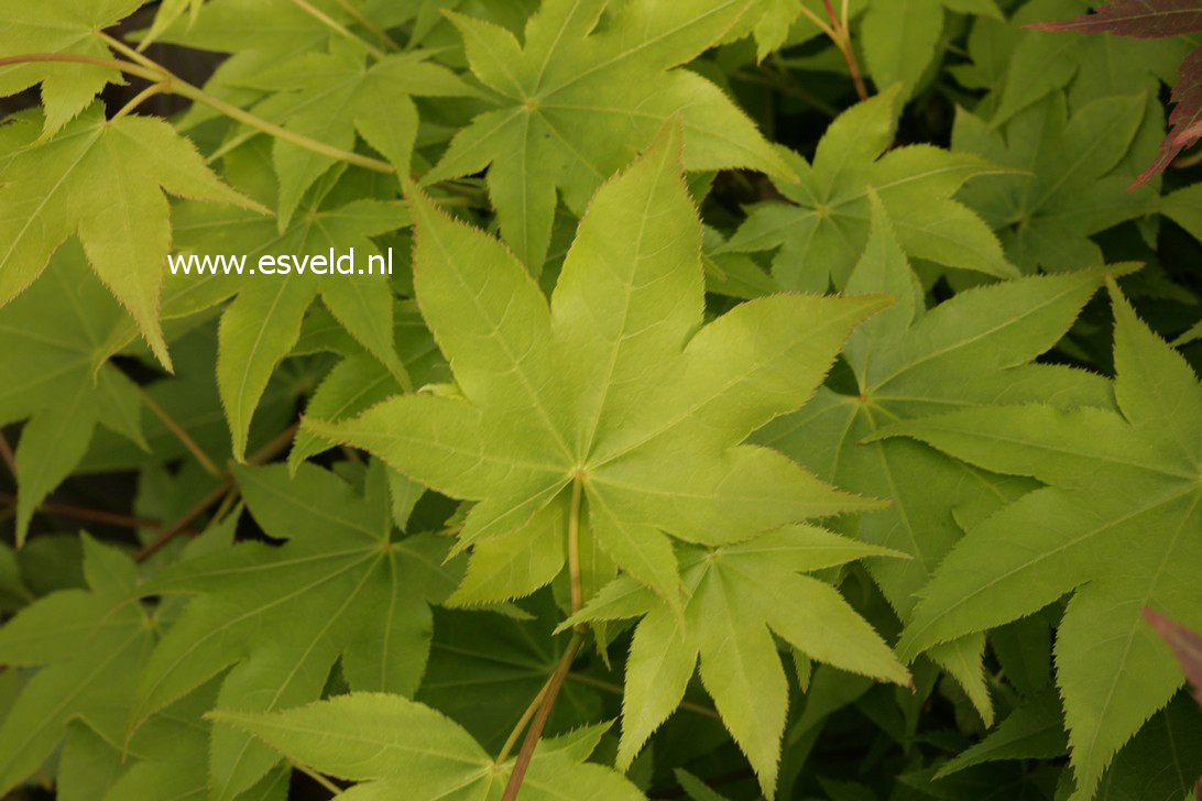 Acer palmatum 'Hohgyoku' Hort. non Japan