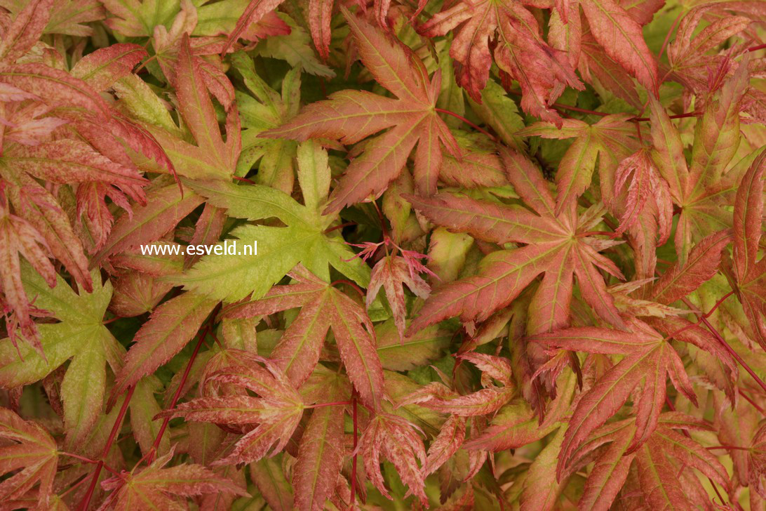 Acer palmatum 'Kawahara Rose'