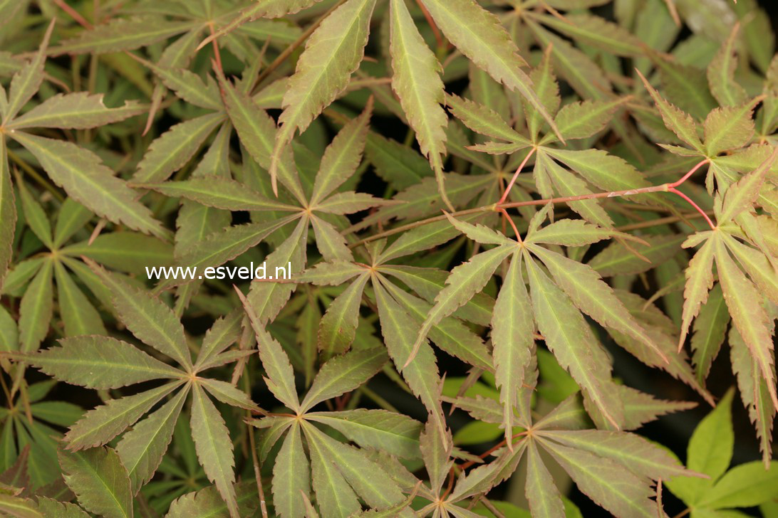 Acer palmatum