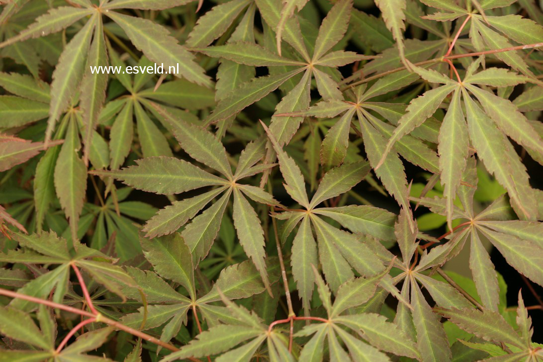 Acer palmatum