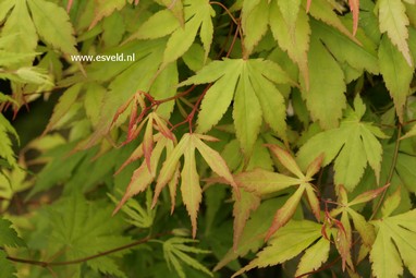 Acer palmatum 'Misty Moon'