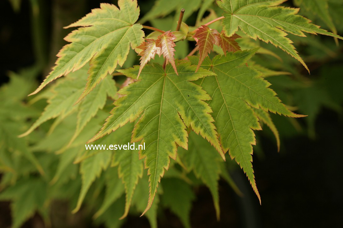 Acer tschonoskii