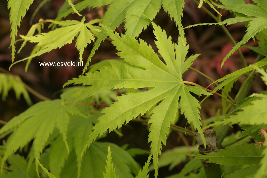 Acer palmatum 'Ao meshime no uchi shidare'