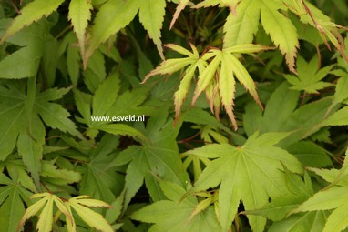 Acer palmatum 'Mizu kuguri'