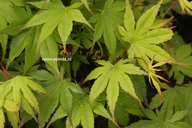 Acer palmatum 'Mizu kuguri'