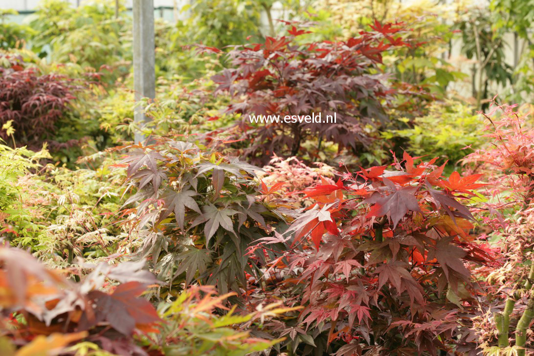 Acer palmatum