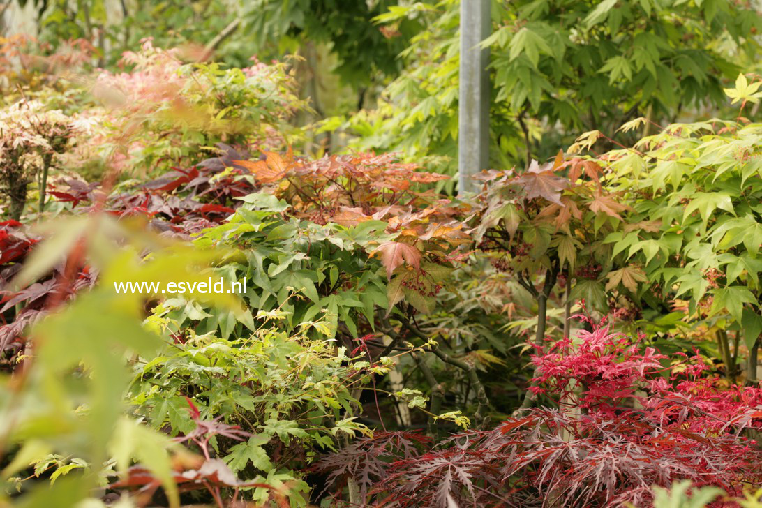 Acer palmatum