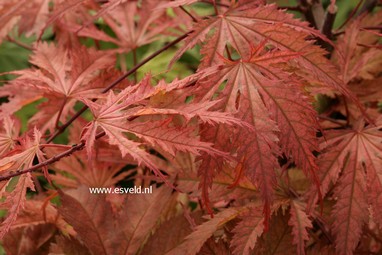 Acer palmatum 'Nathan'