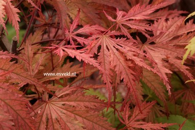 Acer palmatum 'Nathan'