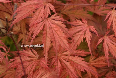 Acer palmatum 'Nathan'