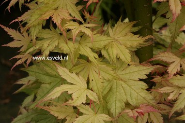 Acer palmatum 'Marakumo' (Hort. non Japan)