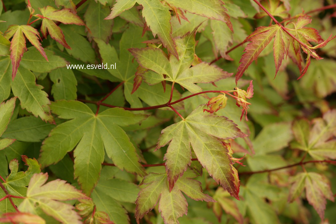 Acer palmatum 'Kiyo hime'