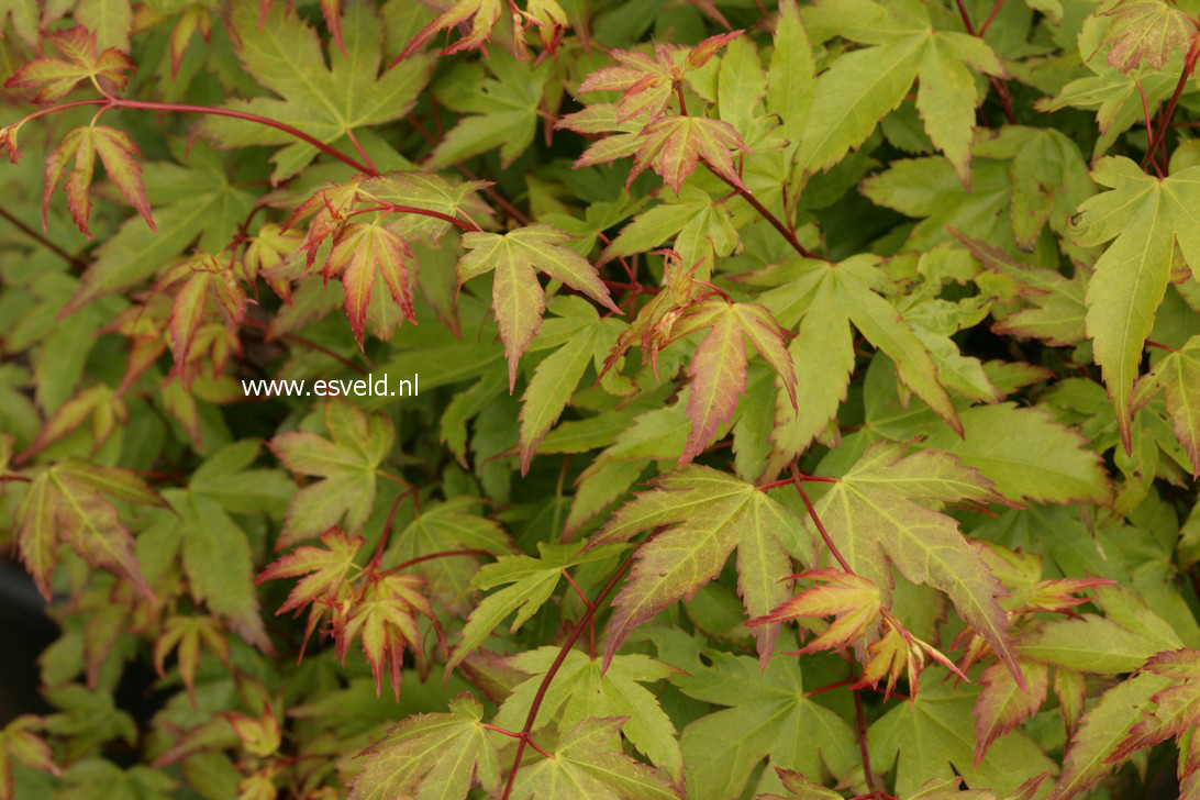 Acer palmatum 'Kiyo hime'