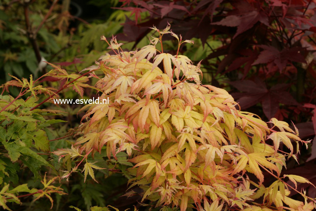 Acer palmatum 'Kawahara Rose'