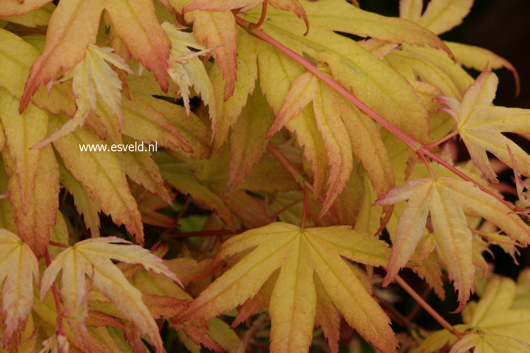 Acer palmatum 'Kawahara Rose'