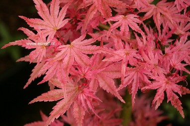 Acer palmatum 'Phoenix'