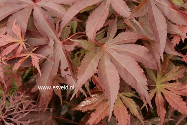 Acer palmatum 'Sunset'